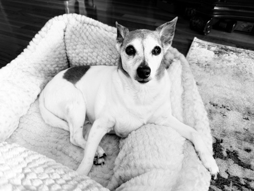 Dog sitting in a bed