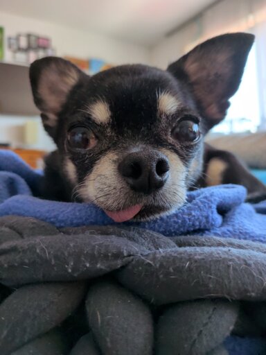 Image of a dog