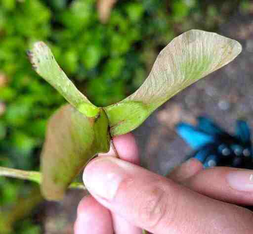three way maple tree seed
