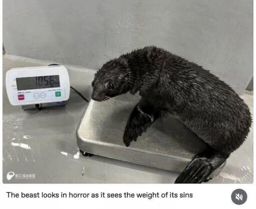 a small seal on a scale looking awkwardly to the camera